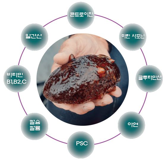 해삼의 주요성분_01.JPG