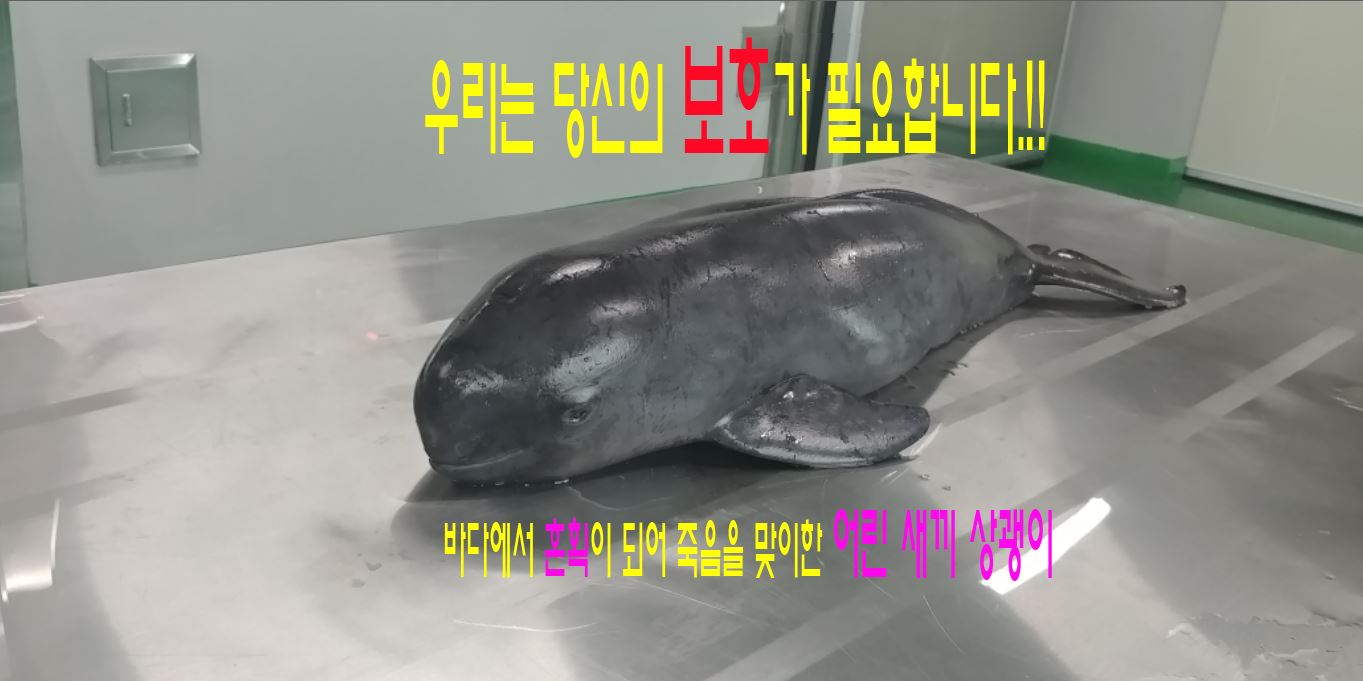[토종 돌고래 상괭이] 우리는 당신의 보호가..