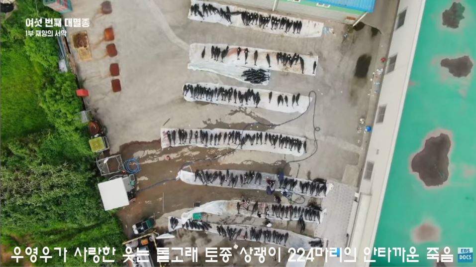 여섯번째 대멸종 [1부] 재앙의 서막