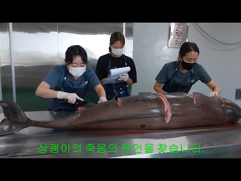토종 돌고래 상괭이 부검