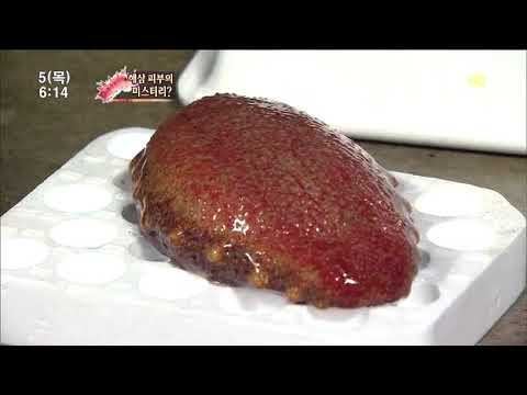 해삼의 재생능력